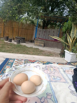 چوبی الین