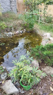 ویلایی افرا با پینگ پونگ