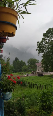 جنگلی کمیل