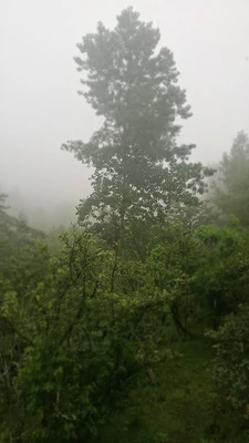 جنگلی ساره بانو