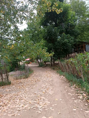 حامد رژه