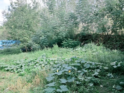 رعنا