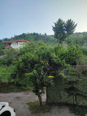 سوئیسی آهوان