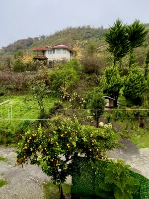 سوئیسی آهوان