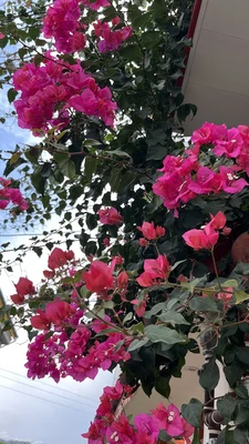 نزدیک بازارچه