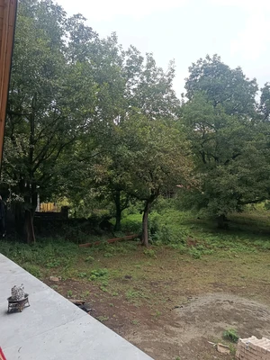 سوئیسی گردو