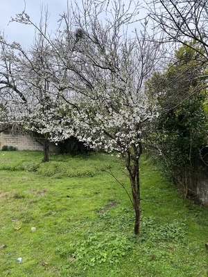سوئیسی جنگلی گیلانجان 