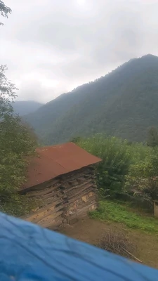 جنگلی کمیل
