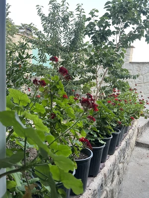 استخردار آبسرد سرهه 