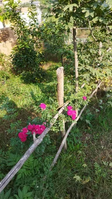 ویلایی افرا با پینگ پونگ