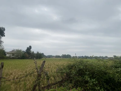 جمالی