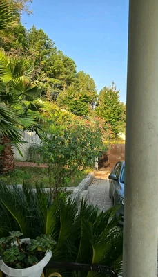 جنگلی نورسان