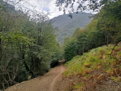 سوئیسی آیدن