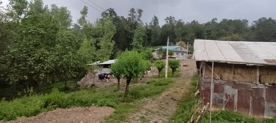 جنگلی ویشار