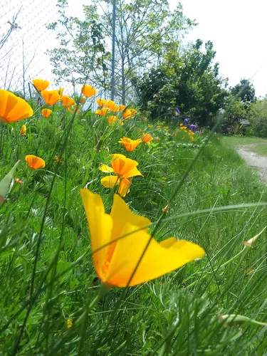 تصویر 15 - ویلا شعبانی (6) در  نشتارود