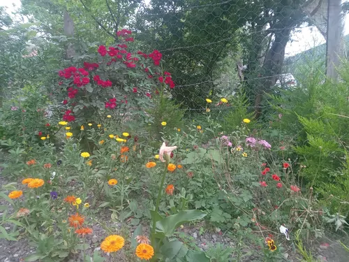 تصویر 21 - ویلا شکوفه بهار در ماسال