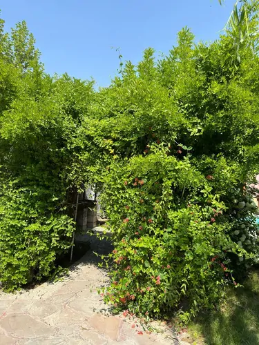 تصویر 5 - ویلا ویلا یاس کردان  در  کردان