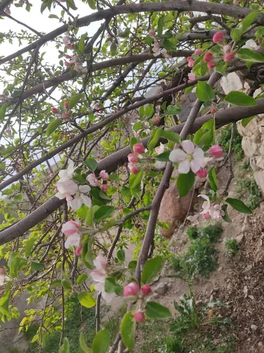 تصویر 5 - اقامتگاه بوم‌گردی اقامتگاه بوم گردی ائلمان در  اسکو