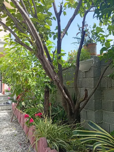 تصویر 12 - ویلا طالقانی (۴) در  رامسر