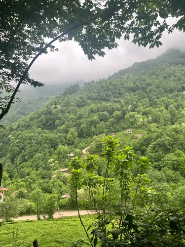 تصویر 12 - ویلا جنگلی سیاهمزگی (2) در  شفت