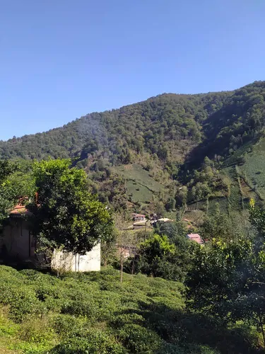 تصویر 14 - ویلا باغ جنگلی سیاهمزگی در شفت