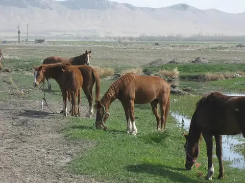 تصویر 2 - اقامتگاه بوم‌گردی اقامتگاه نسیم تالاب در بروجن