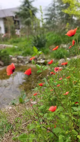 تصویر 20 - سوییت ویلایی افرا با پینگ پونگ در قائمشهر