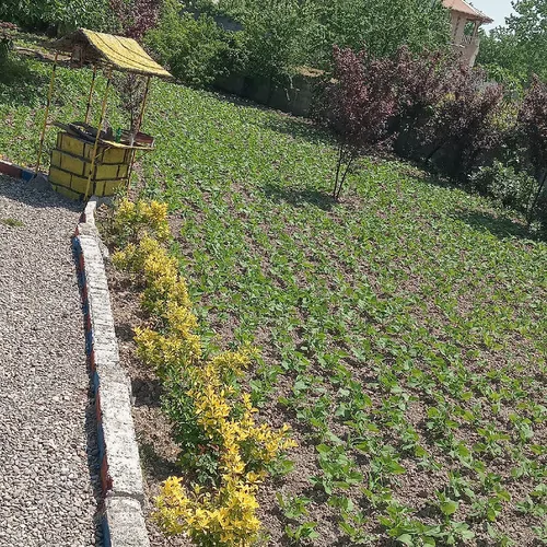 تصویر 27 - ویلا مزرعه  در  لاهیجان