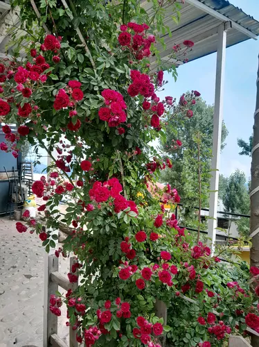 تصویر 17 - خانه چهار سره در آمل