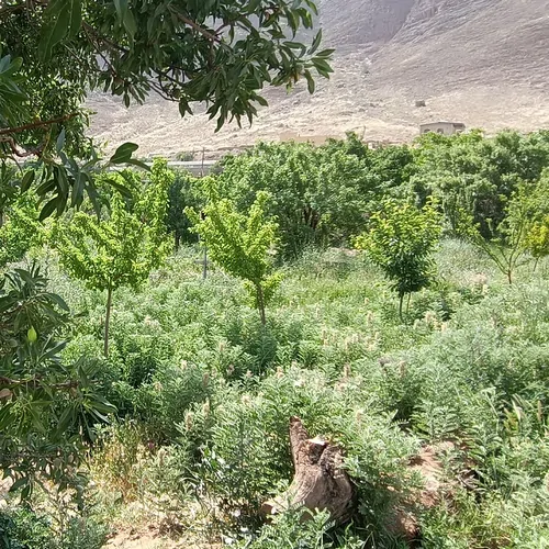 تصویر 4 - اقامتگاه بوم‌گردی باغملک در یزد