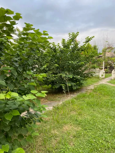 تصویر 43 - کلبه چوبی آرامش با جکوزی در ماسال