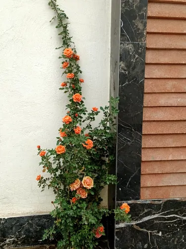 تصویر 3 - ویلا ویلایی استخر گرم مناسب مراسم ها در فردیس