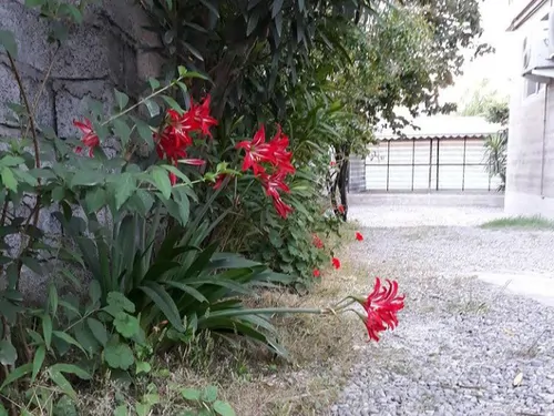 تصویر 4 - ویلا اجاره ساحلی در زیبا کنار