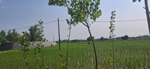 تصویر 12 - کلبه  اراد در  رشت