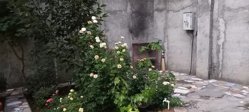 تصویر 10 - ویلا رضا در  باغ بهادران
