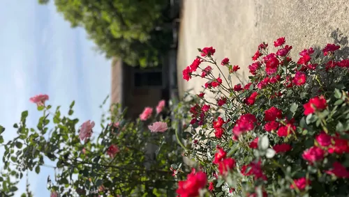 تصویر 3 - ویلا باغ بهشت کیاکلا در قائمشهر