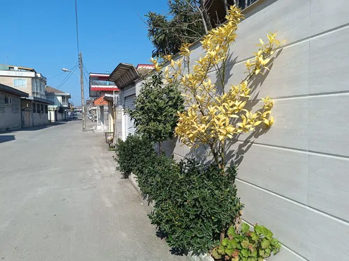 تصویر 9 - ویلا پارسا  در  انزلی