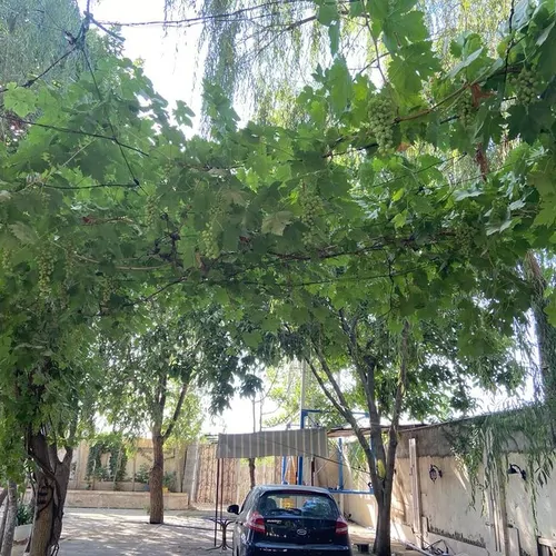 تصویر 5 - ویلا سرسبز در  کردان