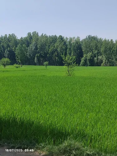 تصویر 2 - ویلا باغ ویلای آرامش در باغ بهادران