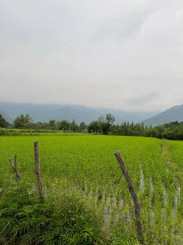 تصویر 13 - کلبه سوییسی ژیسو  در  ماسال