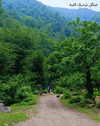 تصویر 25 - کلبه جنگلی اسب ریسه نزدیک رودخانه و ییلاقات در  اولسبلنگاه