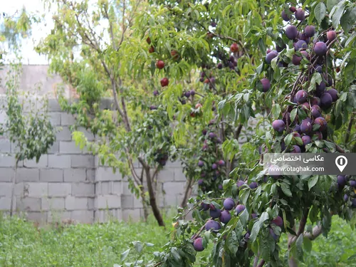 تصویر 24 - ویلا  حبیب زاده  در  اردبیل