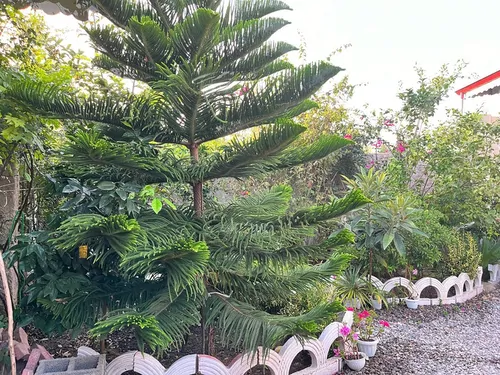 تصویر 8 - ویلا چیچیلاس در  زیبا کنار