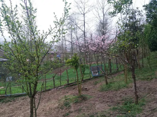 تصویر 5 - روستایی و عشایری اسکندری در  ماسال