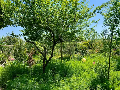 تصویر 25 - کلبه سوئیسی دایی فرامرز در کوچصفهان