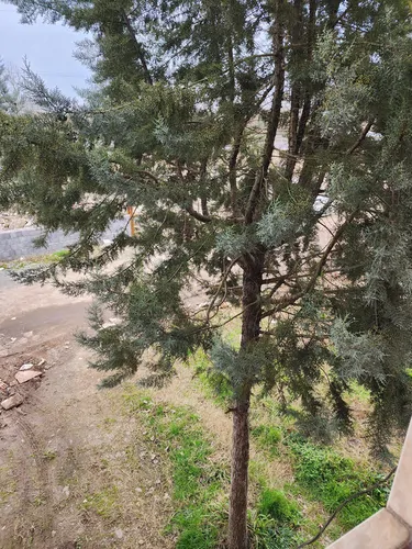 تصویر 20 - ویلا  پروانه در  خمام