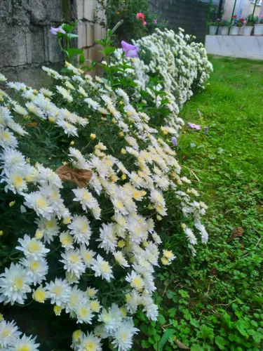 تصویر 7 - ویلا رزمجوی در  ماسال