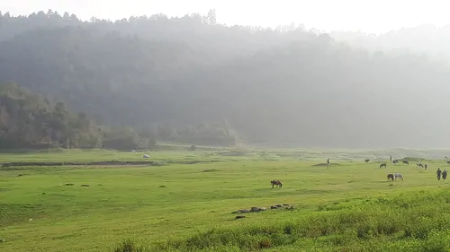 تصویر 28 - ویلا  جنگلی رایان در  شیرگاه
