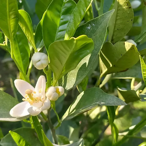 تصویر 28 - ویلا جنگلی ناردون در  ماسال