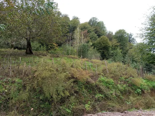 تصویر 16 - کلبه سوییسی امین در  ماسوله 